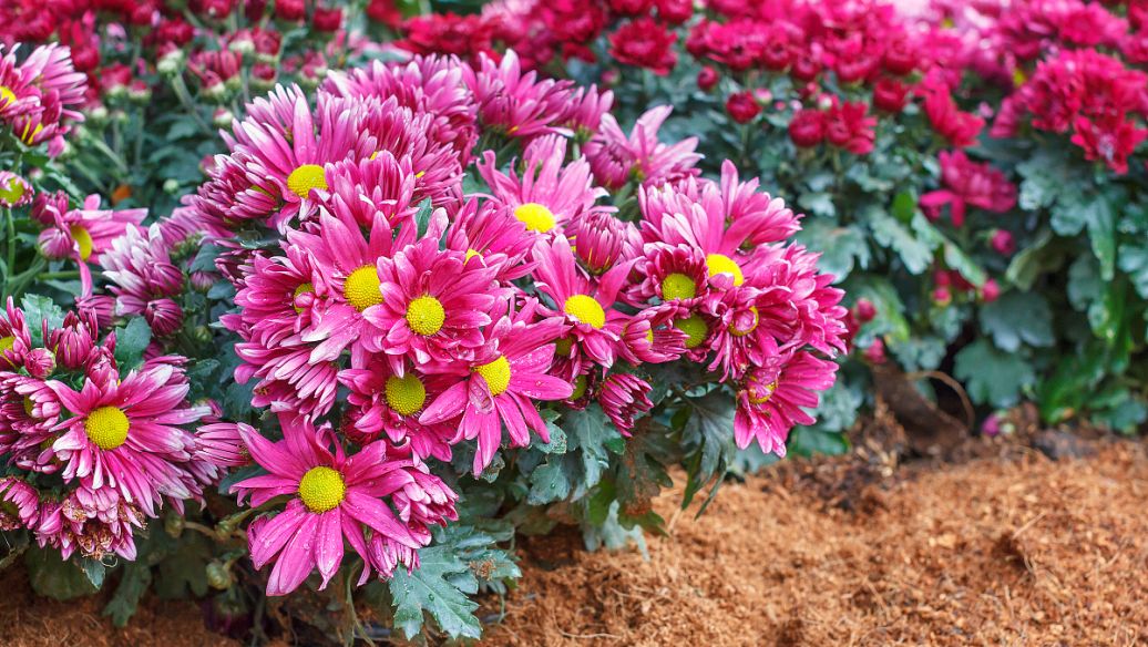 醋郁金的功效与作用