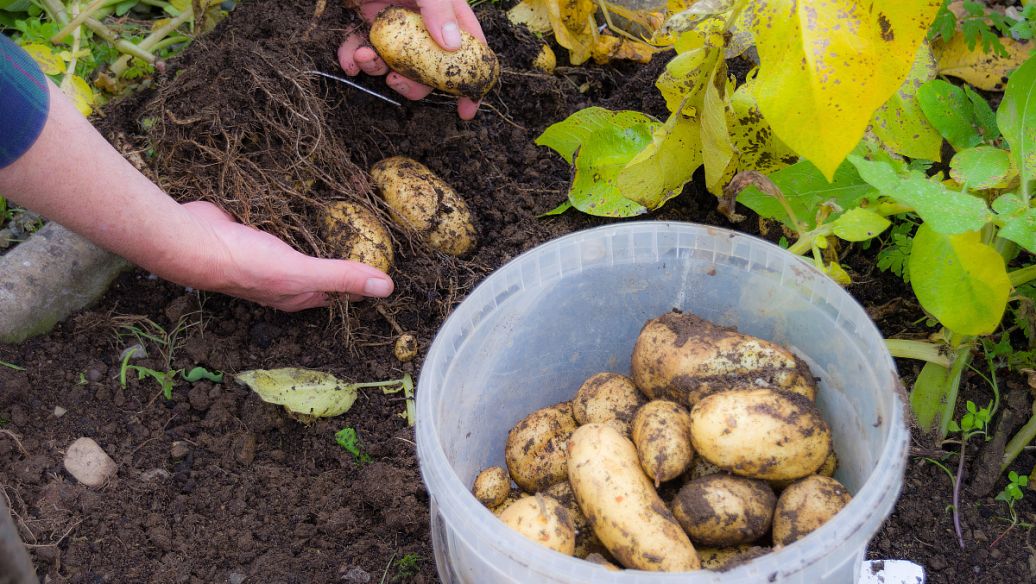 黄精的作用与功效