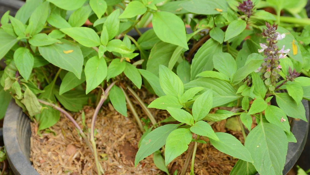 黄精作用与功效