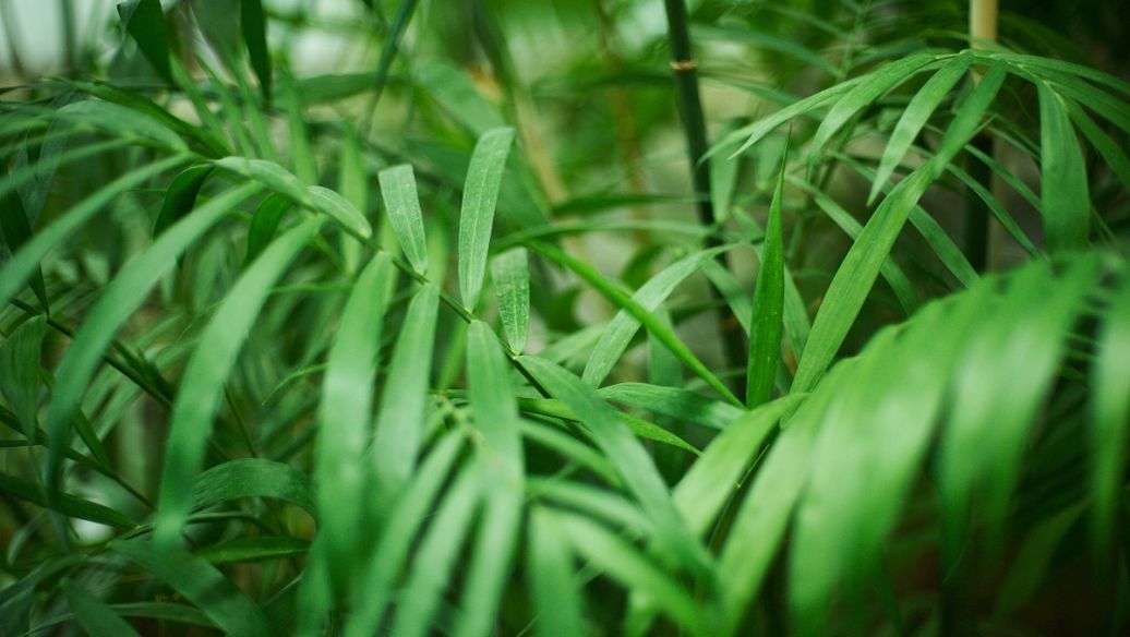 白花蛇舌草的功效