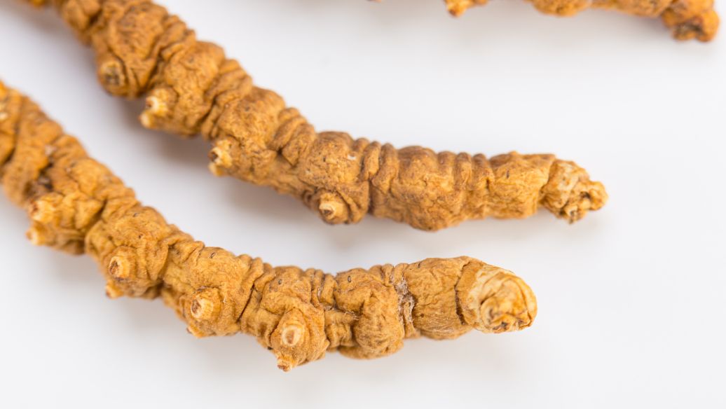 盐巴戟天的功效与作用