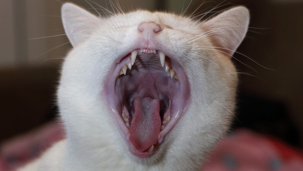 猫口炎的治疗方法-百度经验