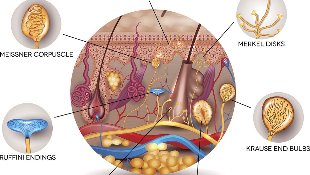 NAD+ Peptide Injection uses | Shaanxi BLOOM Tech Co., Ltd NAD+ Peptide Injection uses | Shaanxi BLOOM Tech Co., Ltd