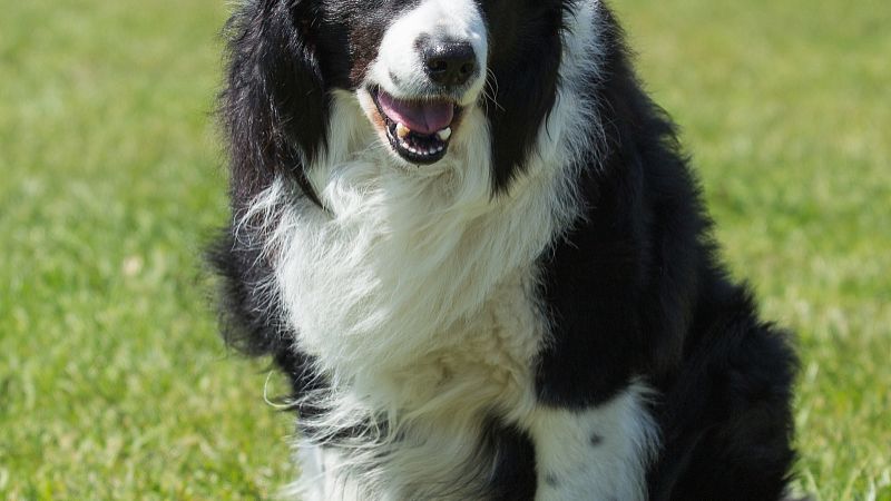 牧羊犬犬训练教程