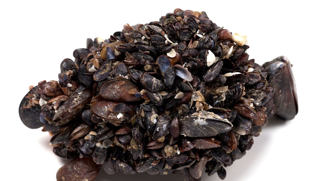 醋鳖甲的功效与作用