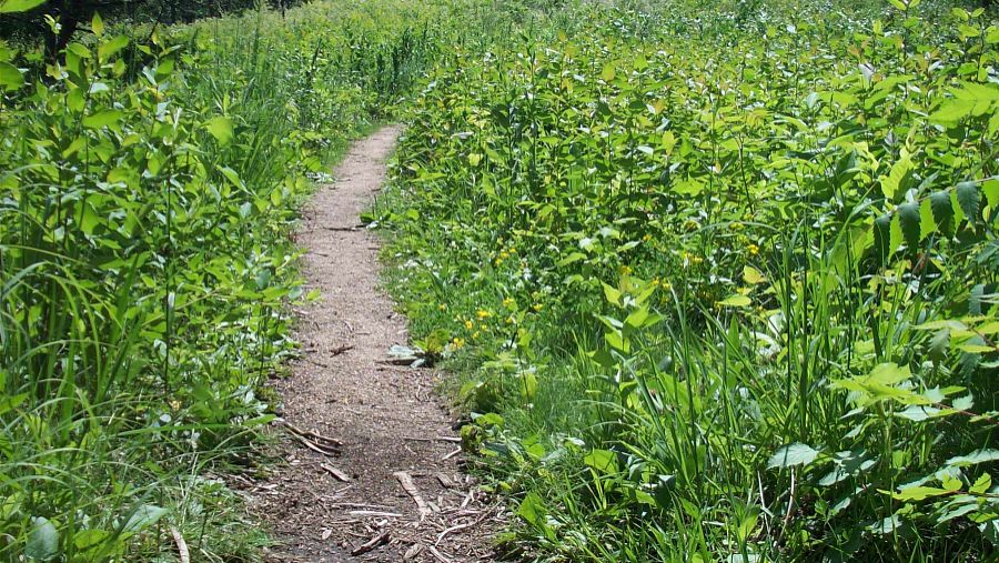 有机植物种植基地 可持续原料