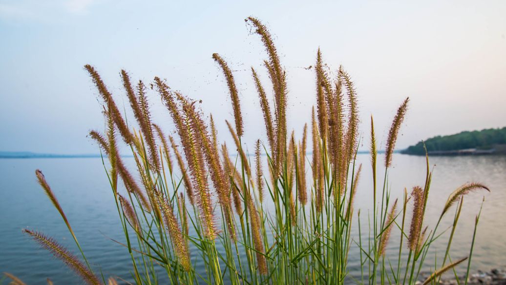 苇根的功效与作用