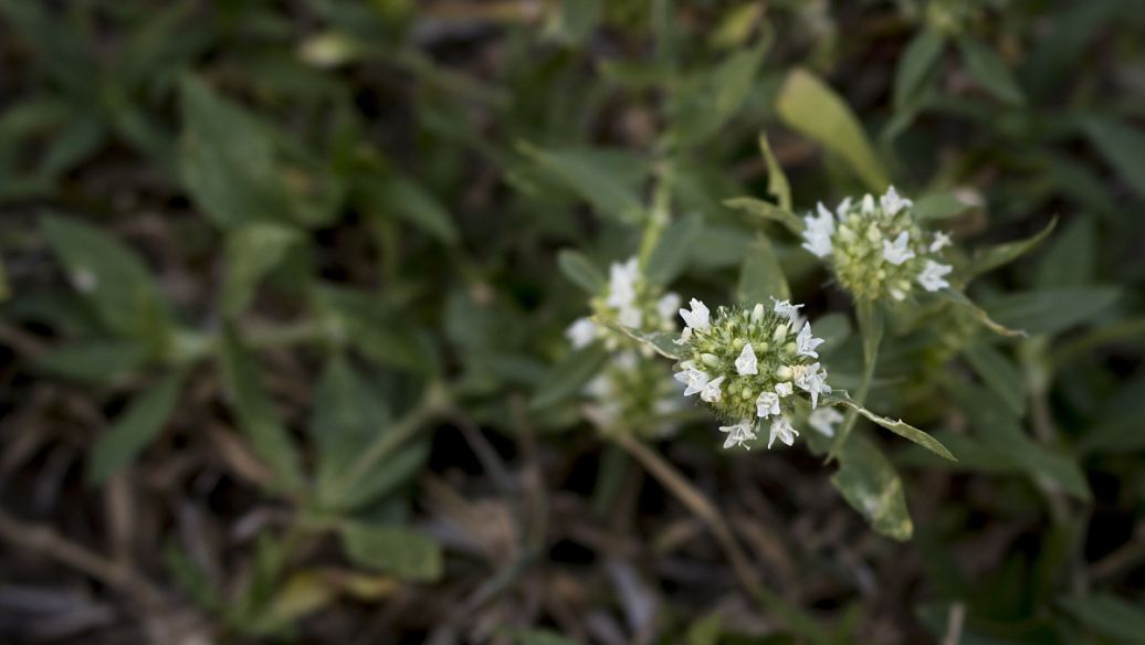 鱼腥草功效与作用