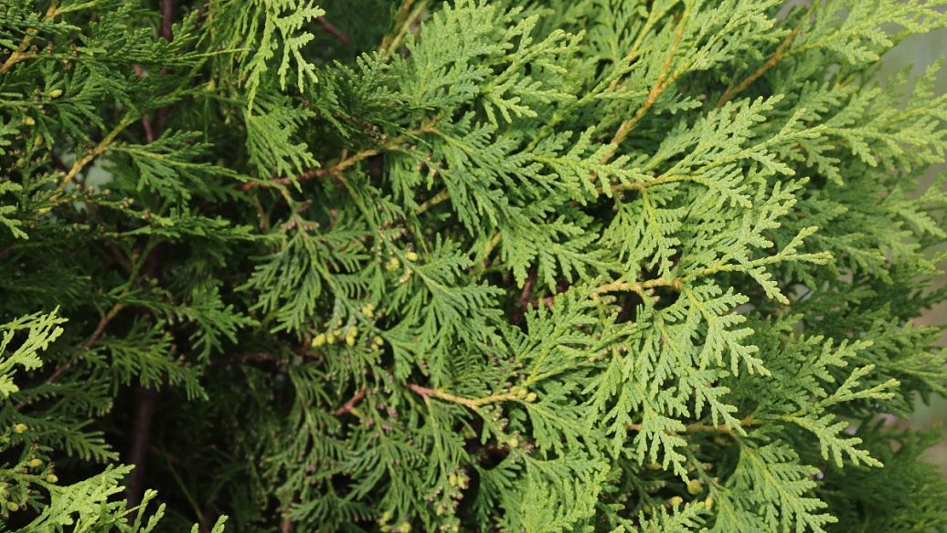 何首乌的功效与作用