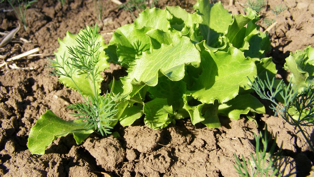 黄连肉桂的功效与作用