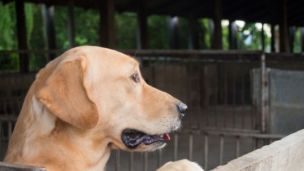 拉不拉多犬坏习惯训练