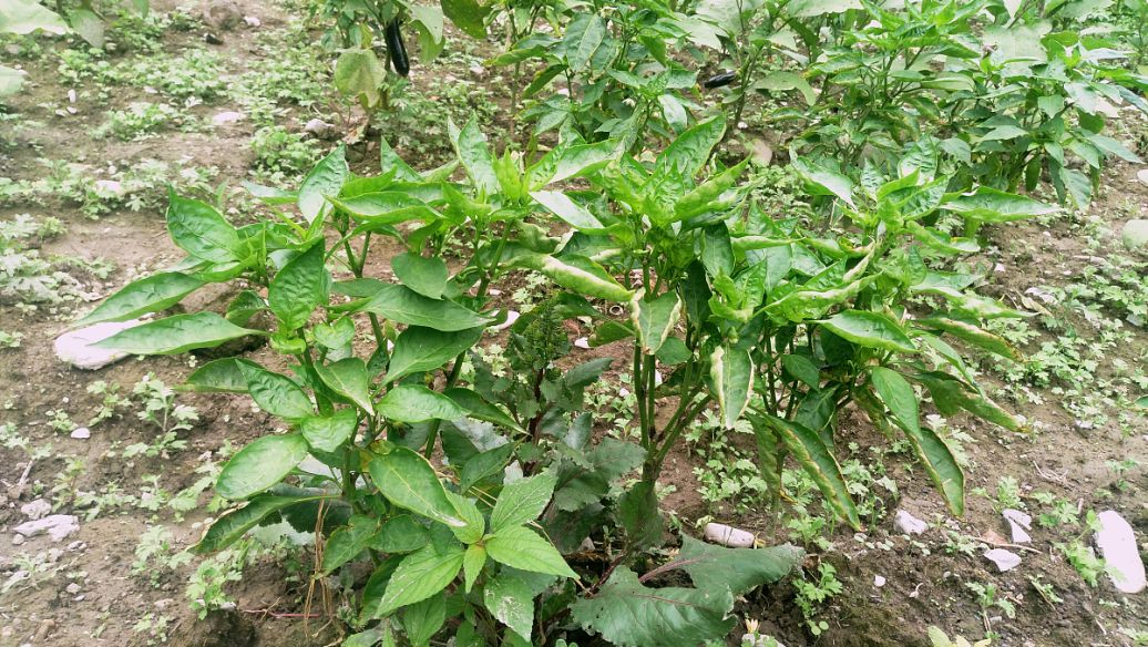 桔梗功效与作用