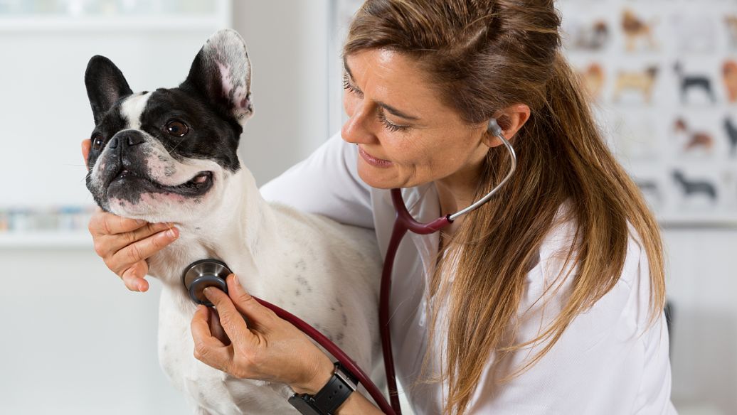 Fluralaner Tablet uses | Shaanxi BLOOM Tech Co., Ltd Fluralaner Tablet uses | Shaanxi BLOOM Tech Co., Ltd