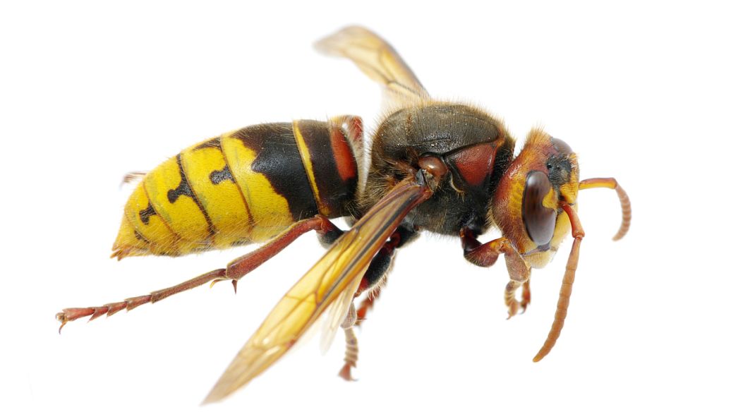 Caproaldehyde | Shaanxi BLOOM Tech Co., Ltd