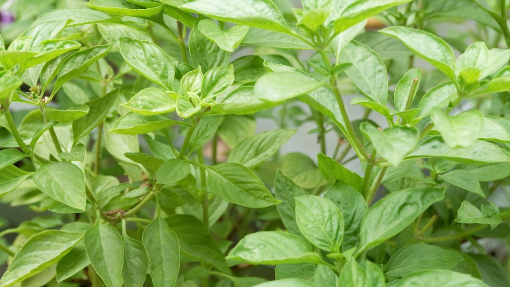 两面针的功效与作用