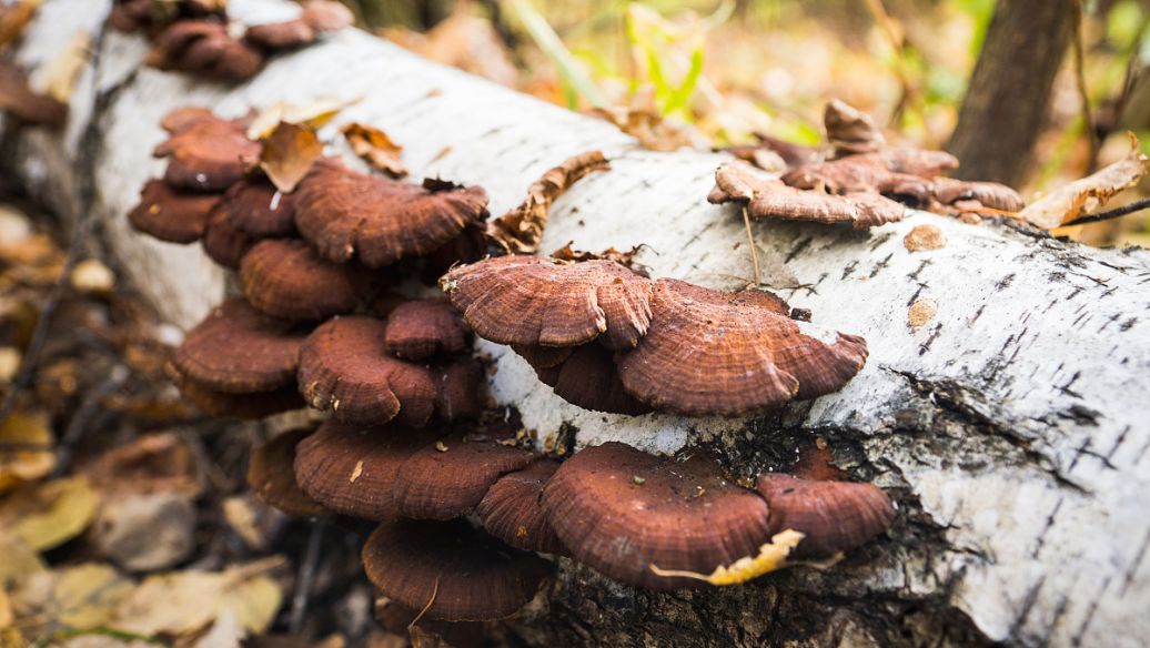 白薇的功效与作用