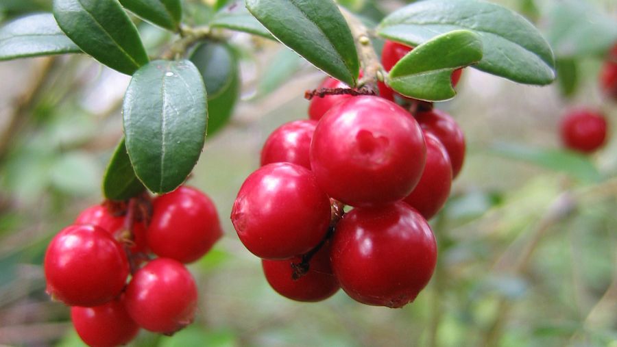 山里红的功效与作用