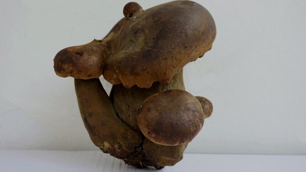 生黄芪的功效与作用