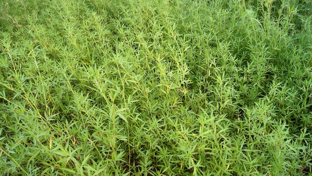 Imidacloprid auxiliary pest | Shaanxi BLOOM Tech Co., Ltd