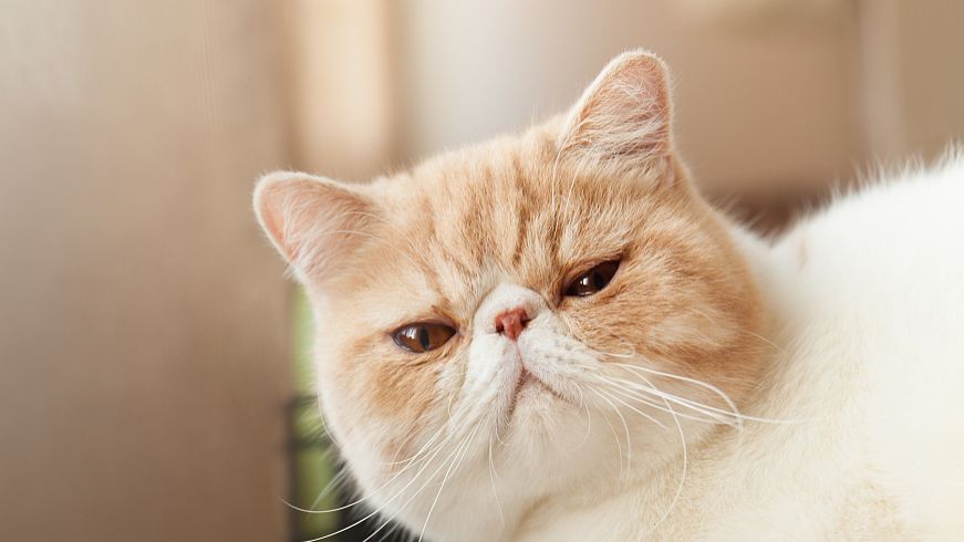 Desmopressin online | Shaanxi BLOOM Tech Co., Ltd