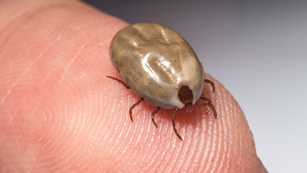 MilbemycinOxime And Praziquantel Tablets use | Shaanxi BLOOM Tech Co., Ltd MilbemycinOxime And Praziquantel Tablets use | Shaanxi BLOOM Tech Co., Ltd