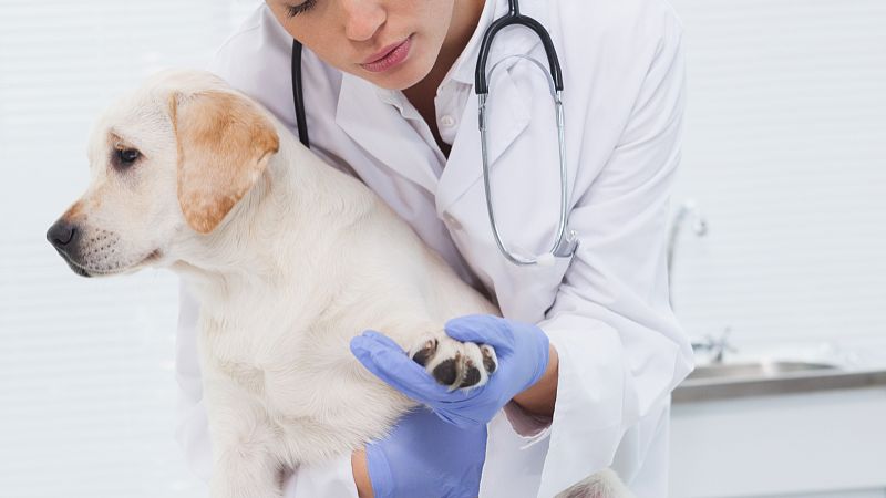 Fluralaner buy | Shaanxi BLOOM Tech Co., Ltd Fluralaner buy | Shaanxi BLOOM Tech Co., Ltd