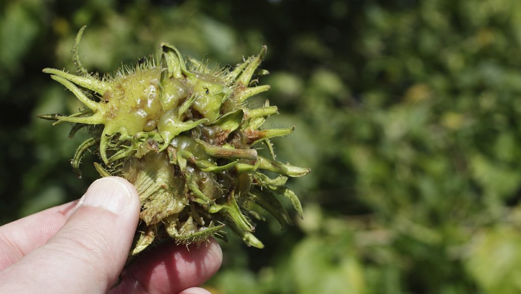 山栀子的功效与作用