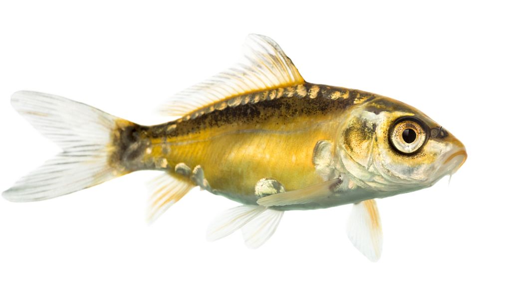 鄱阳湖鲤鱼价格