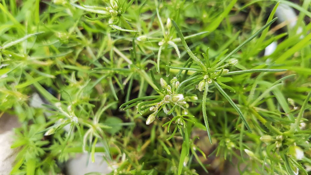 青青菜的功效与作用