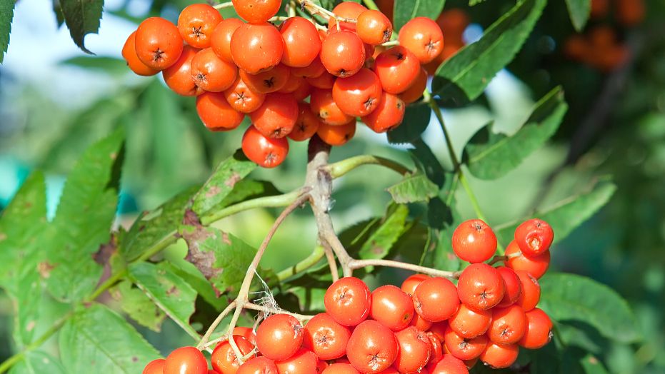 金铃子的功效与作用