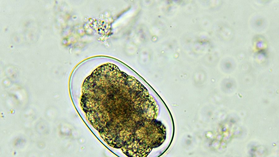 Didecyl dimethyl ammonium chloride uses | Shaanxi BLOOM Tech Co., Ltd Didecyl dimethyl ammonium chloride uses | Shaanxi BLOOM Tech Co., Ltd