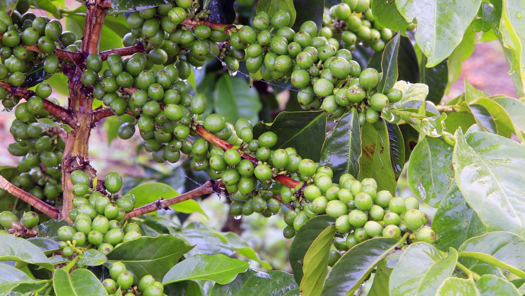 中药路路通的功效与作用