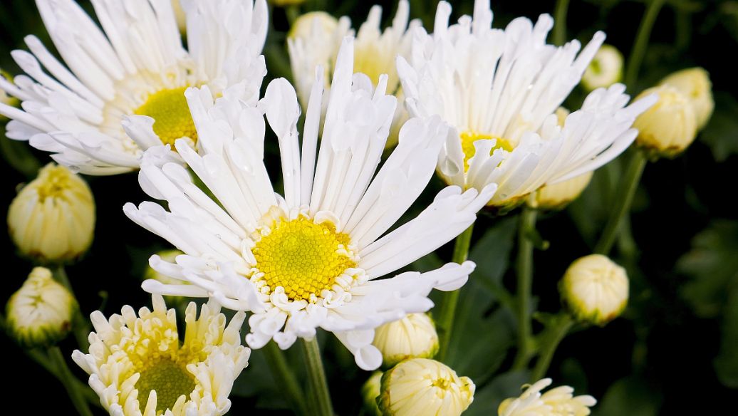 山海螺的功效与作用