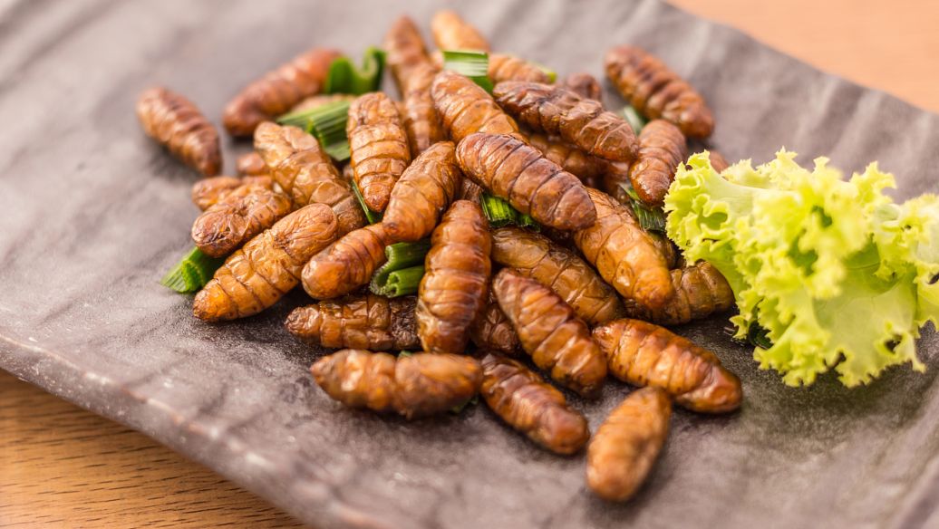 蚕宝宝吐丝结茧的征兆、过程及注意事项-百度经验