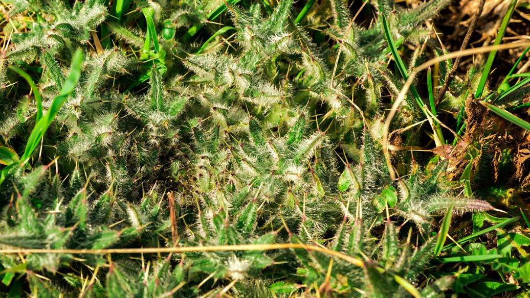 鹅管石的功效与作用