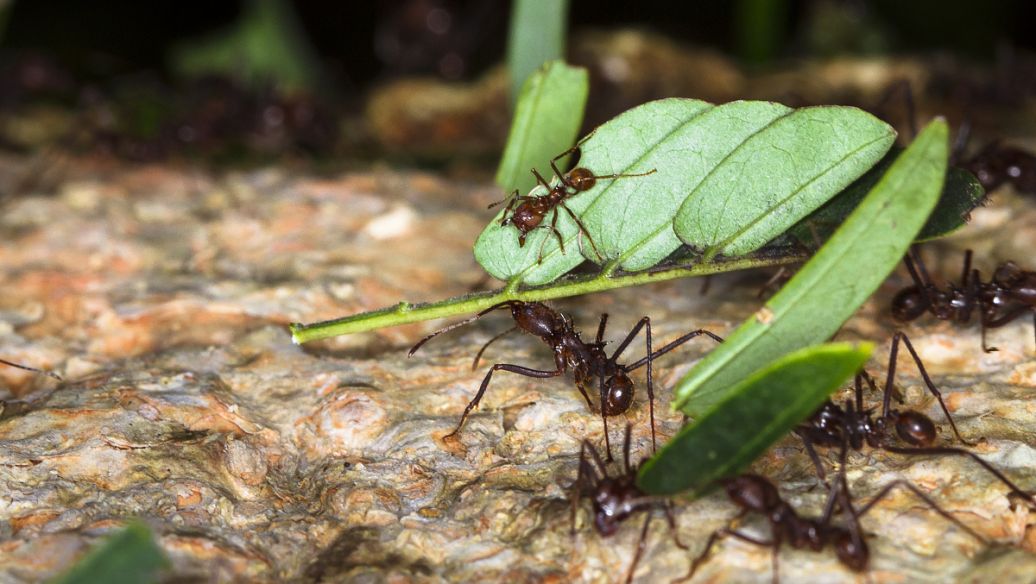 Fluralaner target | Shaanxi BLOOM Tech Co., Ltd Fluralaner target | Shaanxi BLOOM Tech Co., Ltd