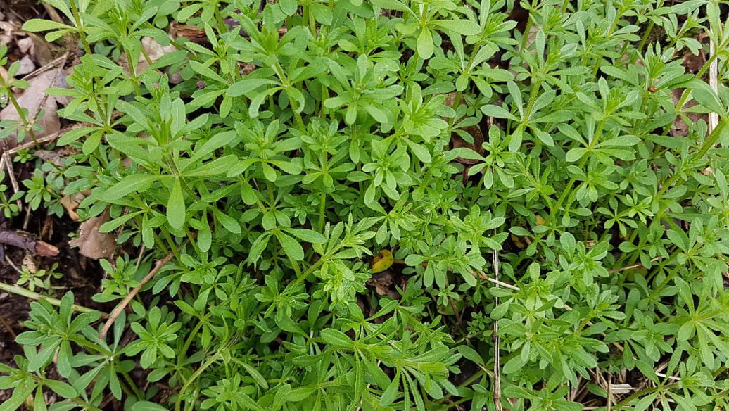 中药海藻的功效与作用