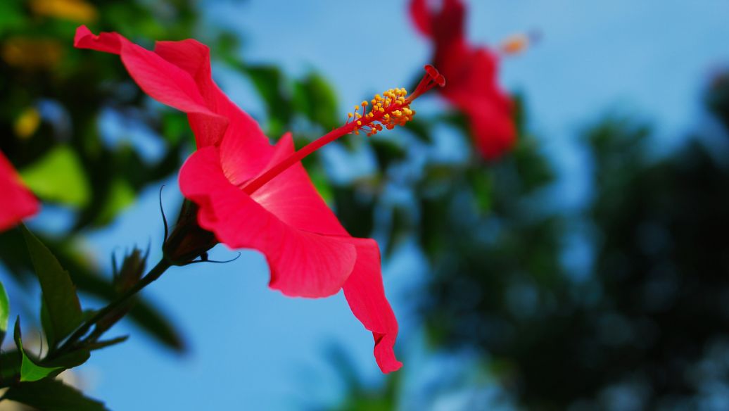 佩兰的作用与功效