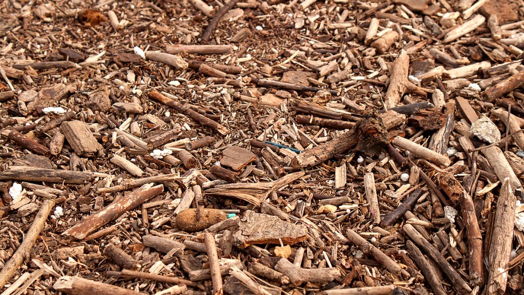 黄荆根的功效与作用