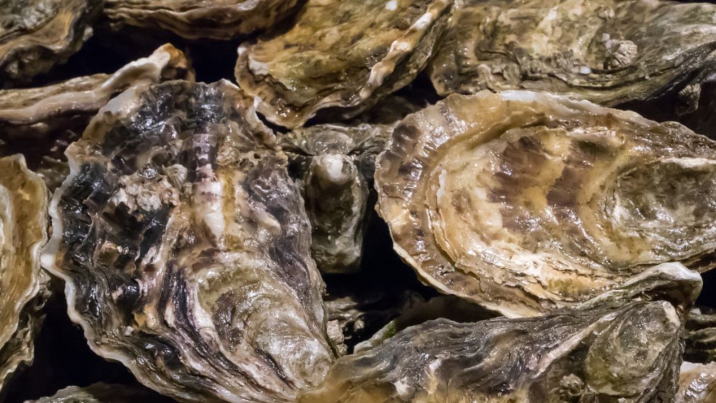 二冬膏的功效与作用