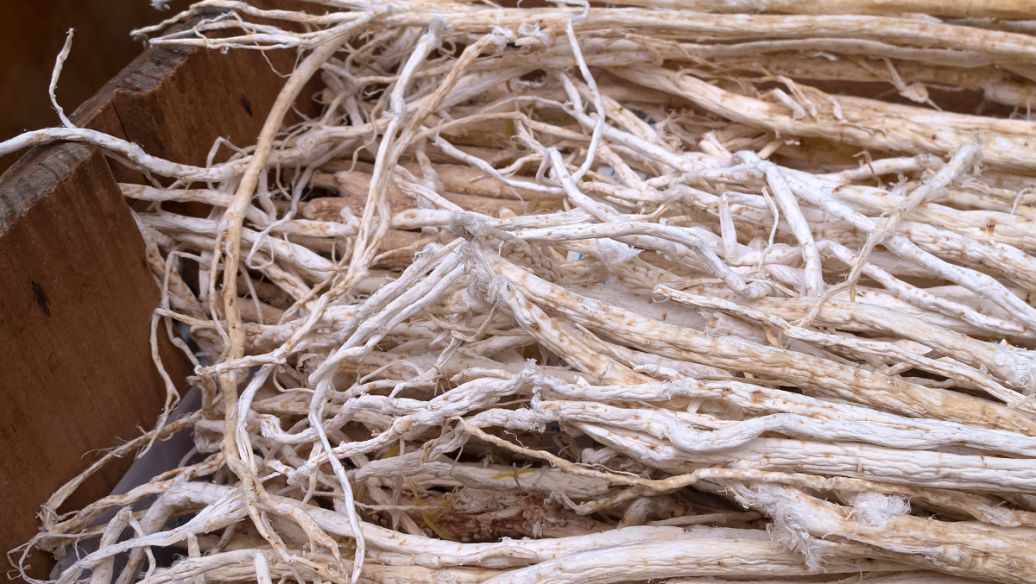 知母黄柏的功效与作用