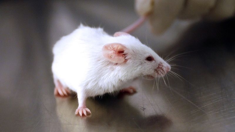 SLU-PP-332 Performance Metrics | Shaanxi BLOOM Tech Co., Ltd