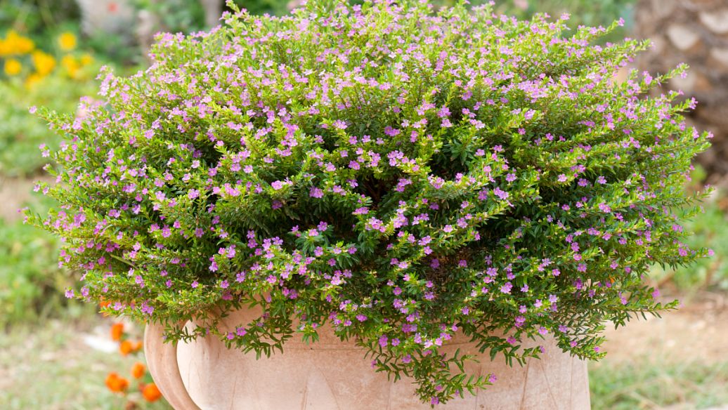 青木香的功效与作用