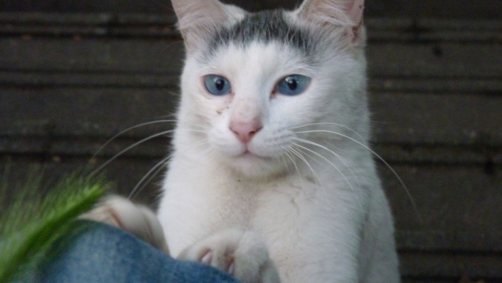 Lotilaner uses | Shaanxi BLOOM Tech Co., Ltd