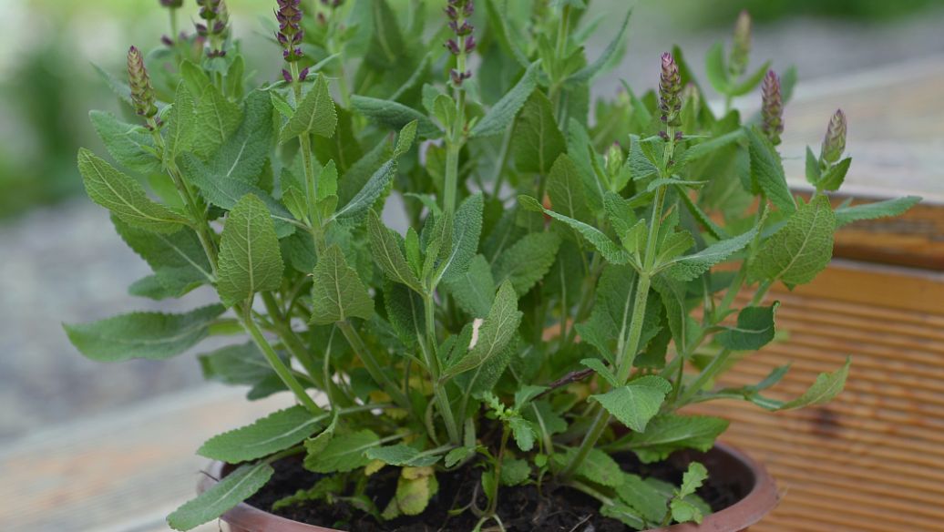 紫珠草的功效与作用