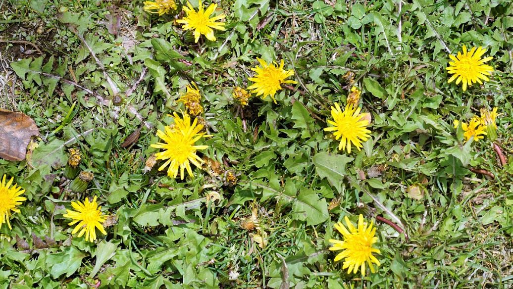 旋覆花的功效与作用