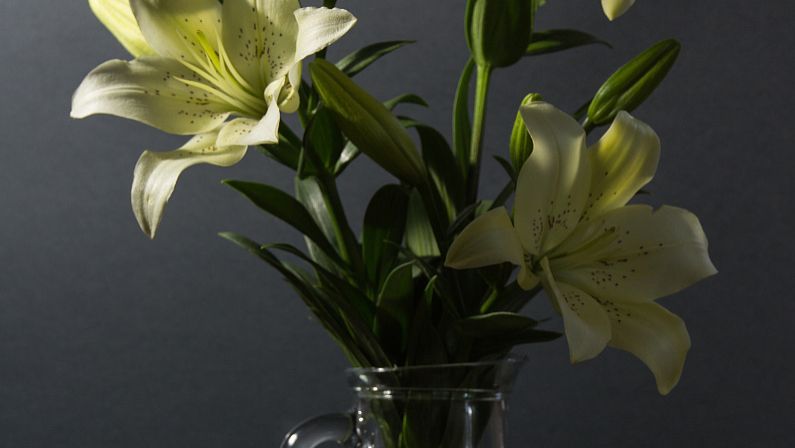 马蹄莲的功效与作用