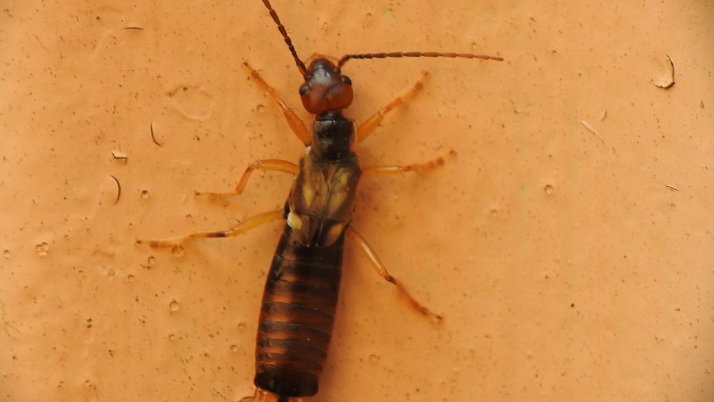 Fluralaner blood | Shaanxi BLOOM Tech Co., Ltd Fluralaner blood | Shaanxi BLOOM Tech Co., Ltd