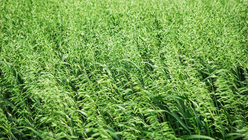 种子解决方法有哪些