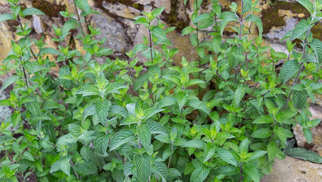 磨盘草的功效与作用